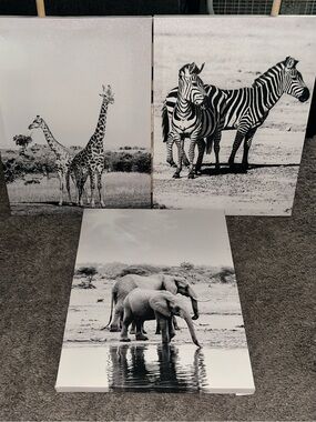 Black & White Safari Animal Canvas Set - Giraffe, Zebra, Elephant